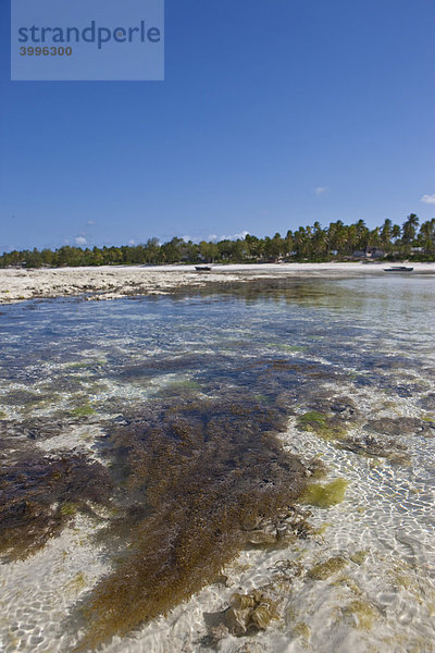 Seegras im seichten Wasser bei Pingwe  Sansibar  Tansania  Afrika