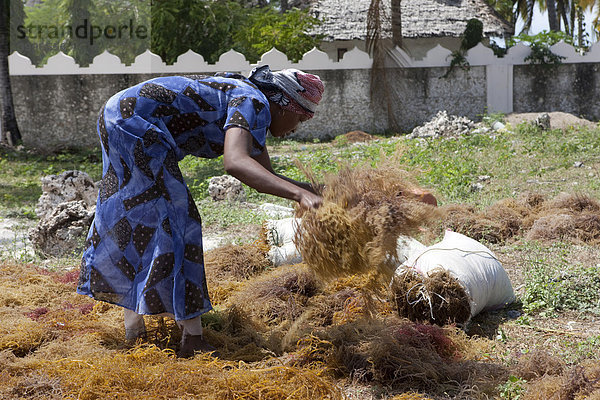 Eine Frau bearbeitet zum Trocknen ausgelegtes Seegras  Jambiani  Sansibar  Tansania  Afrika