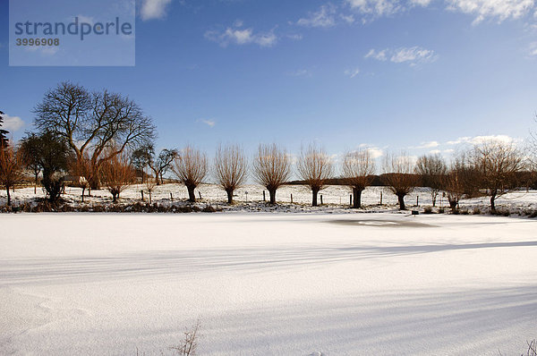 Winterliche Kopfweiden (Salix viminalis) an einem zugefrorenen Dorfweiher  Othenstorf  Mecklenburg-Vorpommern  Deutschland  Europa
