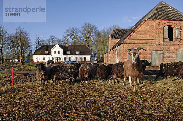 Ziegenbock mit Schafen auf einem alten Gehöft  Othenstorf  Mecklenburg-Vorpommern  Deutschland  Europa