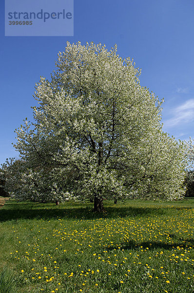 Blühender Kirschbaum (Prunus avium)  Herpersdorf  Mittelfranken  Bayern  Deutschland  Europa