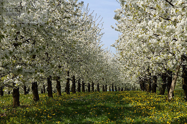 Blühende Kirschbäume einer Kirschplantage  Weißenohe  Mittelfranken  Bayern  Deutschland  Europa