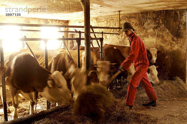 Bauernhelfer beim Füttern im Kuhstall  Eckental  Mittelfranken  Bayern  Deutschland  Europa