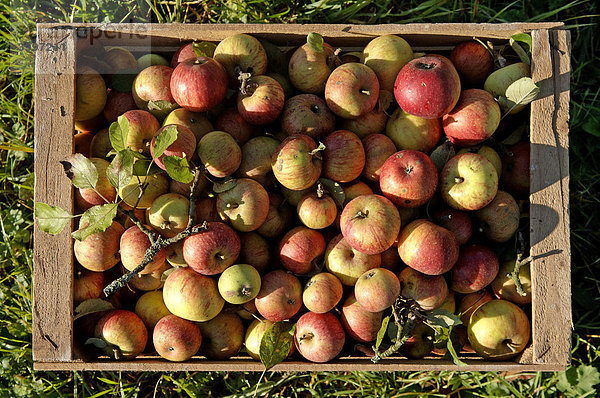 Frisch gepflückte Bio-Äpfel in einer Holzkiste  von oben  Eckental  Mittelfranken  Bayern  Deutschland  Europa