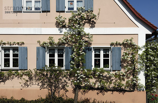 Blühendes Spalierobst  Birne (Pyrus communis) an einem alten Haus  Detail  Igensdorf  Oberfranken  Bayern  Deutschland  Europa