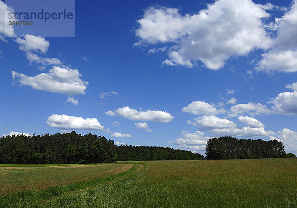 Fränkische Landschaft mit blau-weißem Himmel  Fränkische Schweiz  Eckental  Mittelfranken  Bayern  Deutschland  Europa