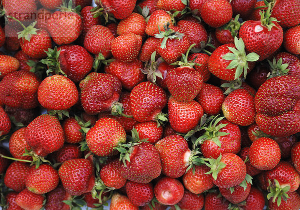 Frische Erdbeeren (Fragaria ananassa)