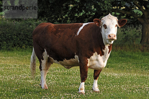 Eine Kuh auf der Weide  Netherseal  South Derbyshire  England  Großbritannien  Europa