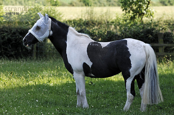 Pferd auf der Weide mit Kopfnetz gegen Fliegen  Netherseal  South Derbyshire  England  Großbritannien  Europa