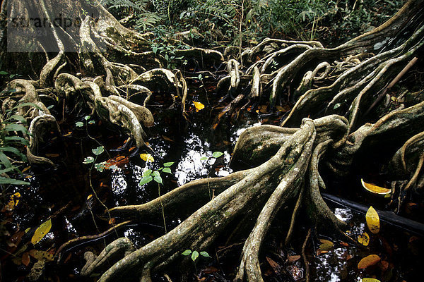 Baumwurzel im schattigen Mangrovenwald  Nationalpark  Parque Nacional Cahuita  Karibik  Costa Rica  Mittelamerika