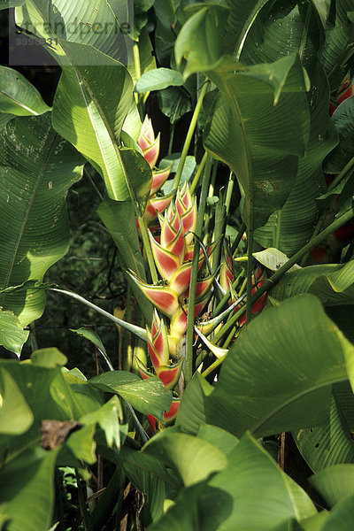 Helikonie (Heliconia)  tropische Blüte im Grünen  Puerto Viejo de Talamanca  Karibik  Costa Rica  Mittelamerika