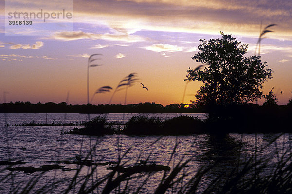 Sonnenuntergang  Reeuwijkse Plassen  ein Naturschutzgebiet mit kleinen Seen zwischen Gouda und Reeuwijk  Provinz Süd-Holland  Zuid-Holland  Niederlande  Benelux  Europa