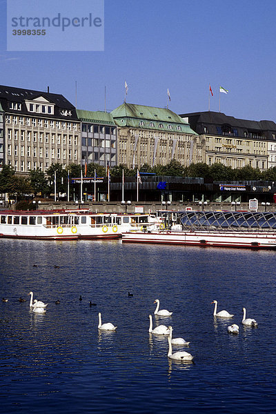 Schwäne  dahinter Anlegeplatz der Linienschiffe am Ufer des Jungfernstiegs  Alsterhaus und Dresdner Bank  Binnenalster  Alster  Hansestadt Hamburg  Deutschland  Europa