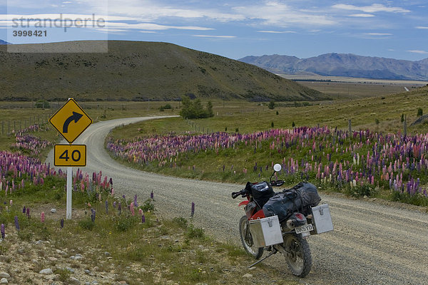 Enduro Motorrad an einer Schotterpiste mit farbenprächtigen Lupinen (Lupinus)  Lake Tekapo  Südinsel  Neuseeland