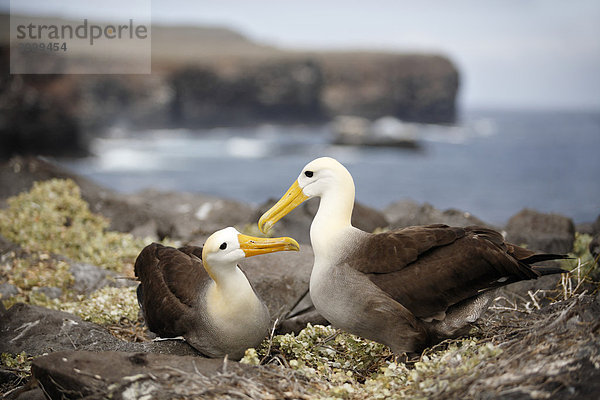 Galapagos Albatros (Phoebastria irrorata)  Paar bei Begrüßung  Espanola Insel  Galapagos Archipel  Unesco Weltkulturerbe  Ecuador  Südamerika  Pazifik