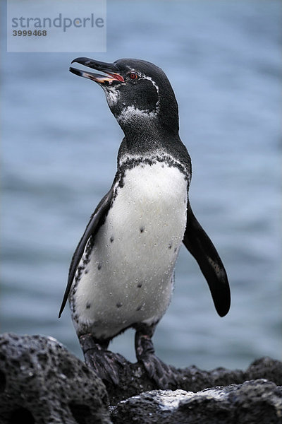 Galapagos Pinguin (Spheniscus mendiculus) an Felsenküste  Fernandina  Punta Espinosa  Insel  Galapagos Archipel  Unesco Weltkulturerbe  Ecuador  Südamerika  Pazifik