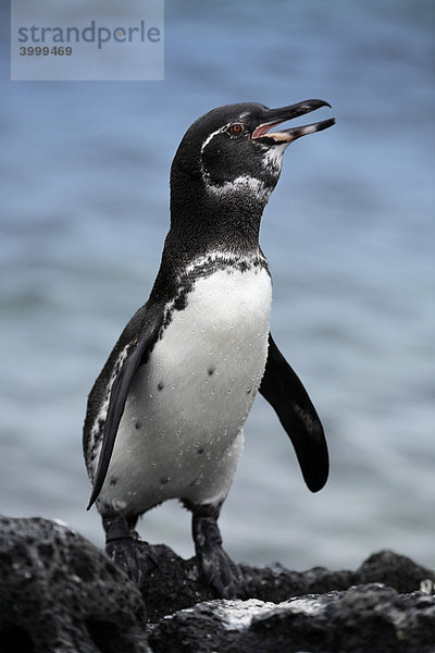 Galapagos Pinguin (Spheniscus mendiculus) an Felsenküste  Fernandina  Punta Espinosa  Insel  Galapagos Archipel  Unesco Weltkulturerbe  Ecuador  Südamerika  Pazifik