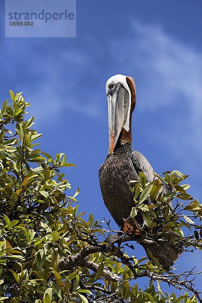 Braunpelikan (Pelecanus occidentalis) auf Baum  putzt sich  Punta Cormorant  Insel Floreana  Galapagos Archipel  Ecuador  Südamerika