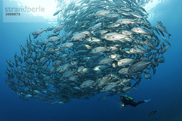 Schwarm Großaugenmakrelen (Caranx sexfasciatus)  Taucher  im Blauwasser  Tulamben  Bali  Indonesien  Indischer Ozean  Asien Fischschwarm Stachelmakrele (Caranx sexfasciatus)