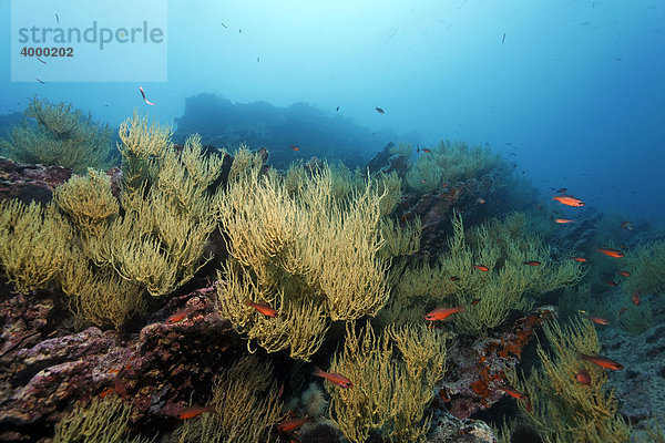 Felsenriff  Schwarze Koralle mit gelben Polypen (Anthipathes galapagensis) und Schwarzflossen Kardinalfischen (Apogon atradorsatus)  Unterwasserlandschaft  Cousin Rock  Galapagos Archipel  Unesco Weltnaturerbe  Ecuador  Südamerika  Pazifik