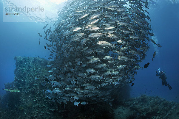Schwarm Großaugenmakrelen (Caranx sexfasciatus)  schwimmt über Liberty Wrack  Taucher  Indischer Ozean  Tulamben  Bali  Indonesien  Südostasien