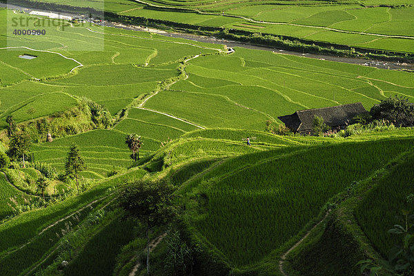 Reisterrassen und Dorf der Miao-Minderheit  Xijiang  Guizhou  Südchina  China