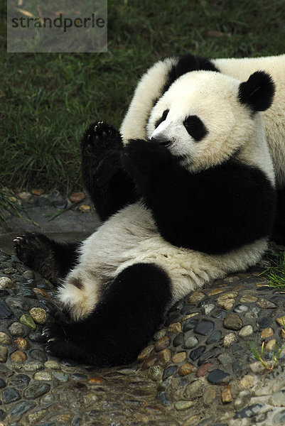 Großer Panda (Ailuropoda melanoleuca) im Forschungs- und Aufzuchtzentrum  Chengdu  Sichuan  China  Asien
