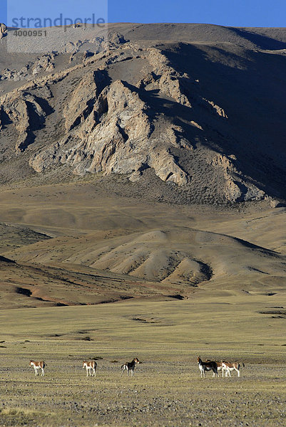 Tibetische Wildesel (Equus kiang)  tibetisch: Kyang  vor Himalaya-Bergkulisse  Westtibet  Provinz Ngari  Tibet  China