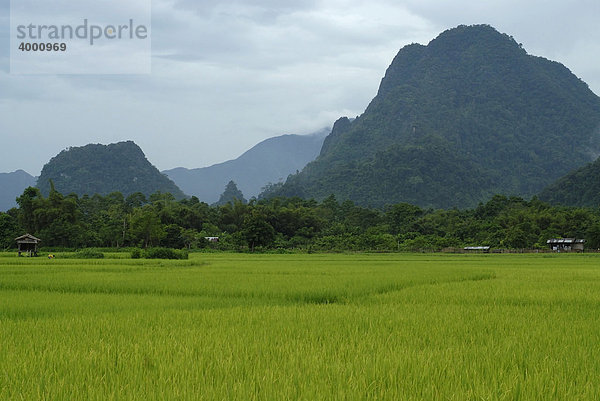 Reisfelder zwischen den Kartsbergen von Vang Vieng  Laos  Südostasien
