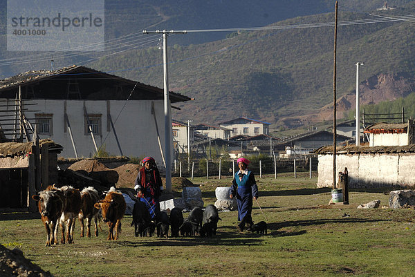 Tibetische Frauen vor osttibetischen Bauernhäusern treiben schwarze Schweine  Rinder und Yaks auf die Weide bei Shangri la  Osttibet  Yünnan  China  Asien