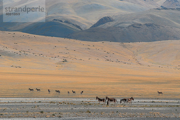 Tibetische Wildesel (Equus kiang)  tibetisch: Kyang  Provinz Ngari  Westtibet  Tibet  China  Asien