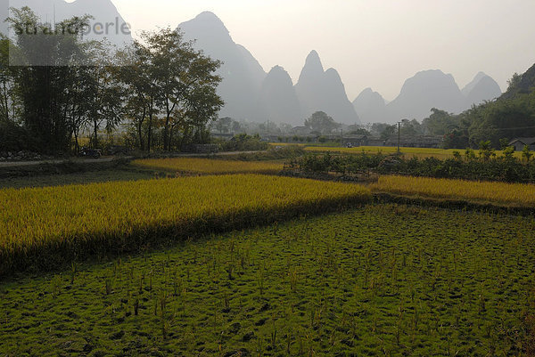 Reisfelder kurz vor der Ernte am Yulong Fluss vor Bäumen und Karstfelsen  Yangshuo  Guilin  Guanxi  China  Asien