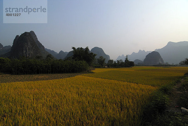 Reisfelder kurz vor der Ernte am Yulong Fluss vor Bäumen  Bambusstauden und Karstfelsen  Yangshuo  Guilin  Guanxi  China  Asien