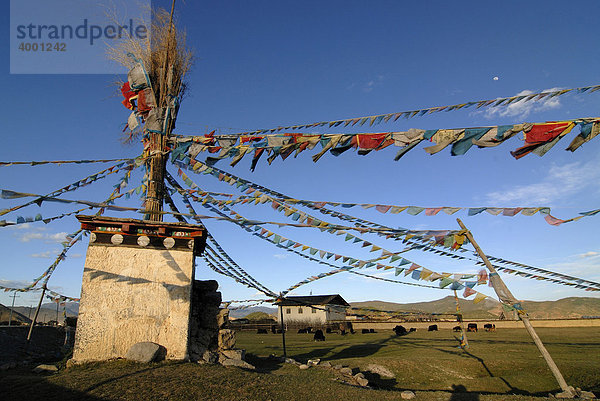 Tibetischer Chörten mit Gebetsfahnen vor Yaks (Bos mutus)  tibetischer Grunzochse  weidend auf Hochlandwiese vor osttibetischem Bauernhaus in Osttibet  Shangrila  Gyelthang  Zhongdian  Kham  Tibet  Yunnan  China  Asien