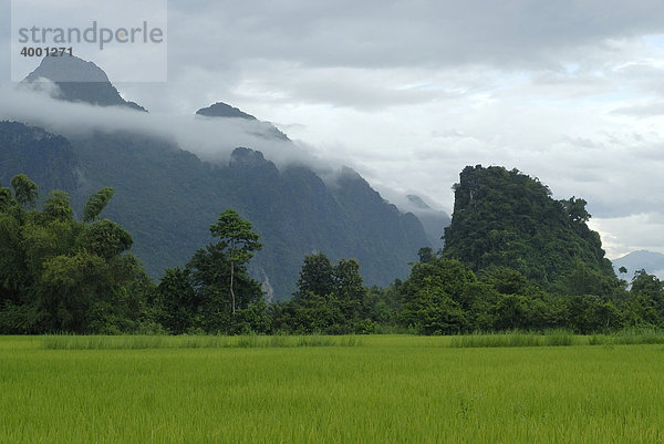 Reisfelder zwischen den wolkenverhangenen Karstbergen von Vang Vieng  Laos  Südostasien