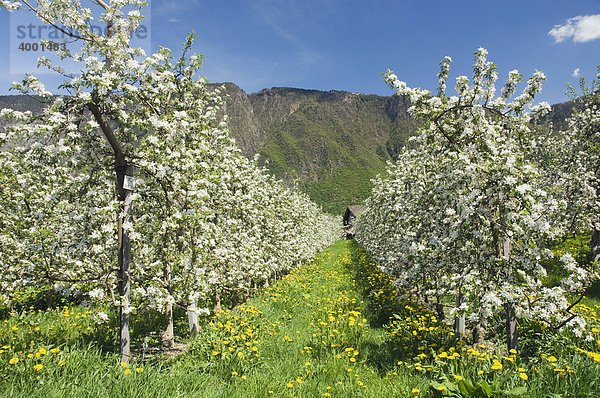 Apfelblüte  Apfelplantage  Lana  Meraner Land  Trentino  Südtirol  Italien  Europa