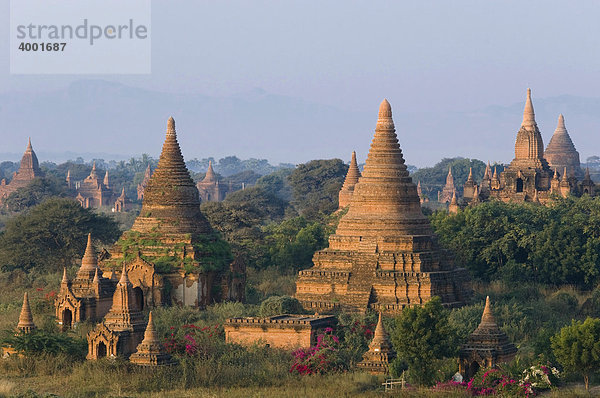 Pagodenfeld  Tempel  Zedi  Old Bagan  Pagan  Burma  Birma  Myanmar  Asien