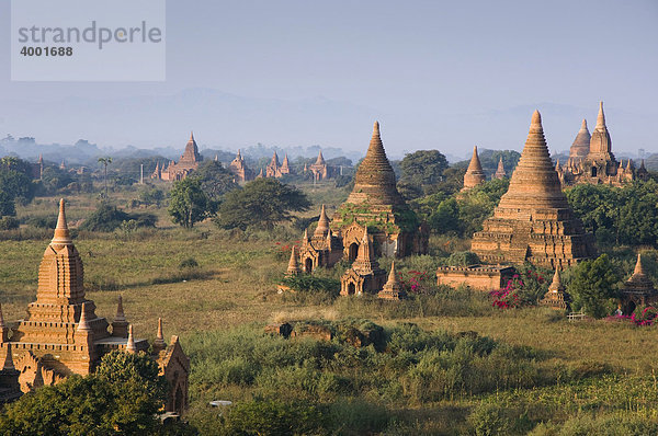 Pagodenfeld  Tempel  Zedi  Old Bagan  Pagan  Burma  Birma  Myanmar  Asien