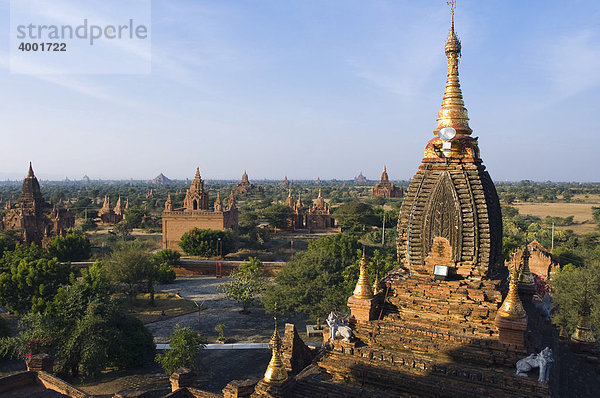Pagodenfeld  Dhammayazika Zedi Pagode  Bagan  Pagan  Burma  Birma  Myanmar  Asien