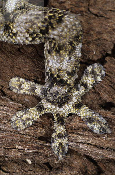 Bein von einem Mauergecko (Tarentola mauritanica)  Detail  Marokko