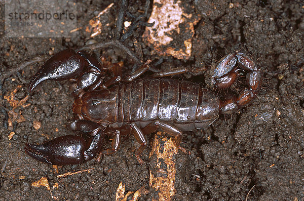 Skorpion (Didymocentrus krausi)  Nicaragua