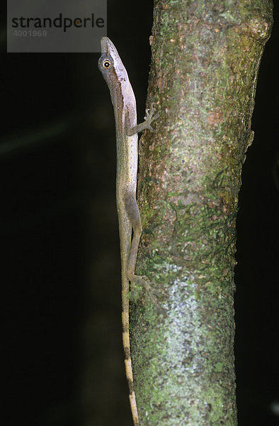 Slender Anole Anolis (Norops limifrons)  Nicaragua