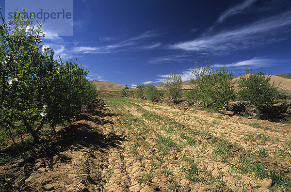 Feld in der Gegend von Ouarzazate  Marokko  Nordafrika
