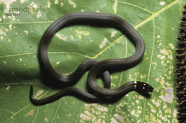 Schwarznacken-Schwarzkopfschlange (Tantilla armillata)  Nicaragua