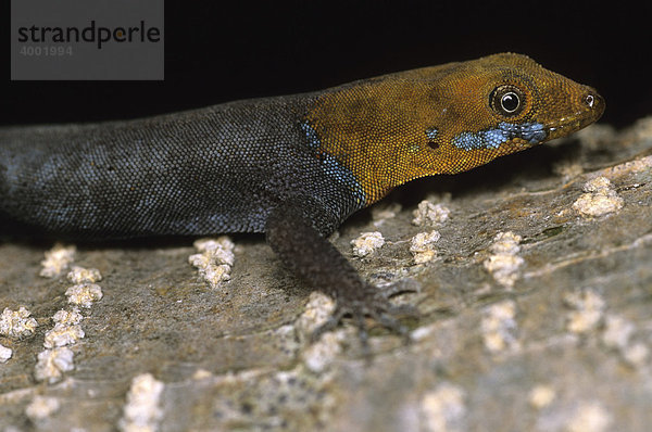 Gelbkopfgecko (Gonatodes albogularis)  Nicaragua