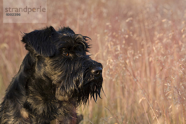 Seitenportrait schwarzer Hund der Hunderasse Zwergschnauzer
