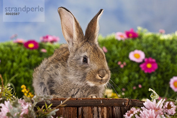 Brown rabbit surrounded by flowers  on a wooden stool