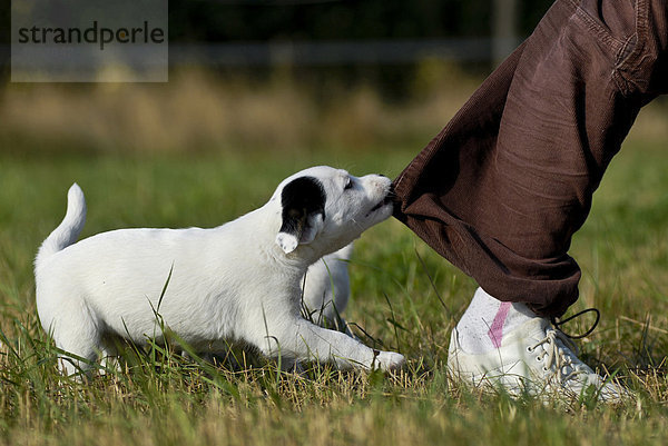 Kleiner Parson Jack Russell Terrier zerrt am Hosenbein