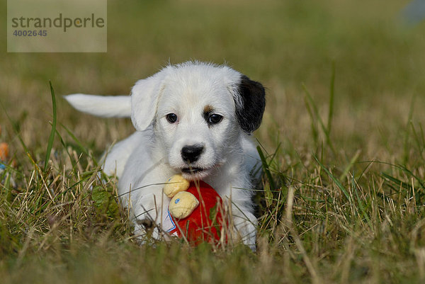 Kleiner Parson Jack Russell Terrier mit Spielzeug