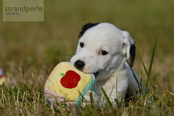Kleiner Parson Jack Russell Terrier Welpe kaut auf Spielzeug